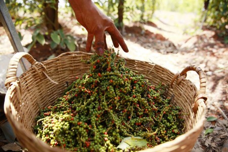 origines poivre kampot